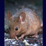 souris